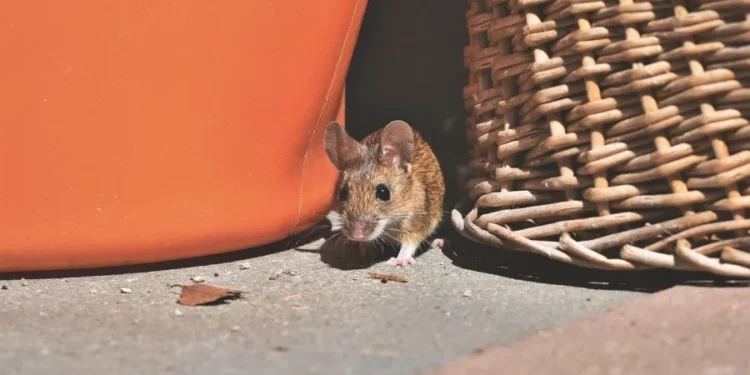 Objeto que todos esquecem que têm atrai ratos pra dentro de casa