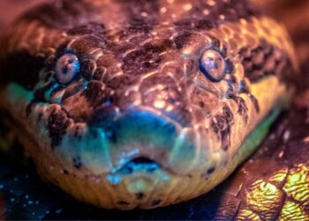 Sucuri gigantesca faz cobras normais parecerem formigas