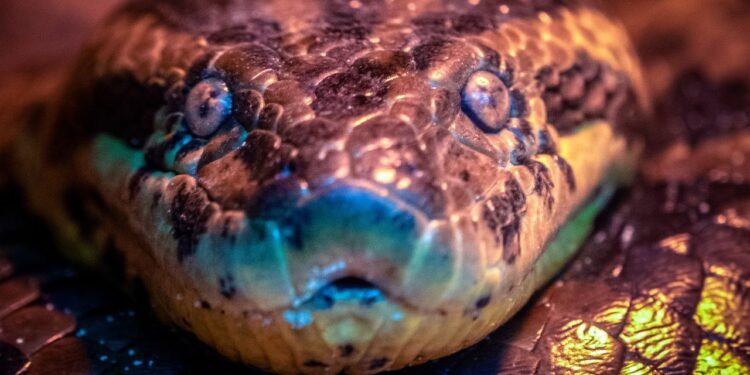 Sucuri gigantesca faz cobras normais parecerem formigas