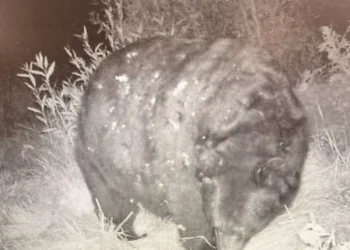 Urso gigantesco foi descoberto e faz elefante parecer uma minhoca