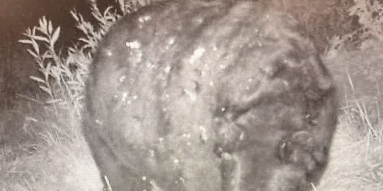 Urso gigantesco foi descoberto e faz elefante parecer uma minhoca