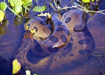 Cobra gigantesca com metros de comprimento deixa sucuri no chinelo