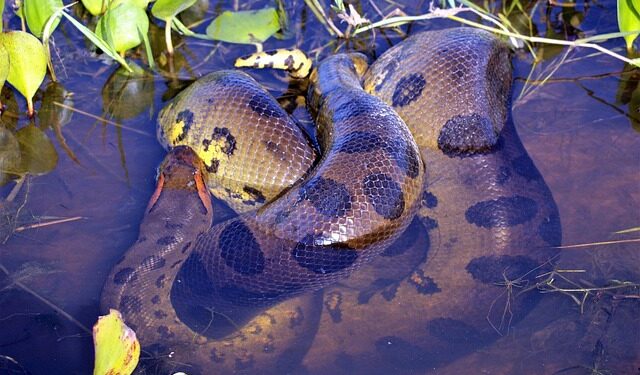 Cobra gigantesca com metros de comprimento deixa sucuri no chinelo