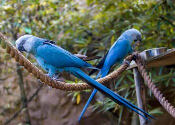 Animal raro e extinto há muito tempo acaba de aparecer novamente