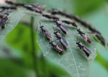 Revelada a forma caseira mais fácil de espantar moscas e outras pragas