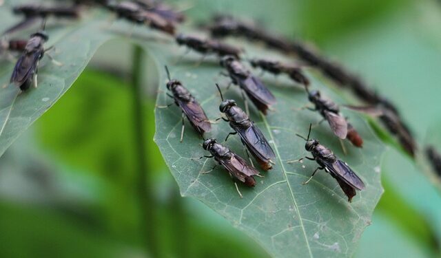Revelada a forma caseira mais fácil de espantar moscas e outras pragas
