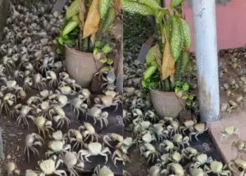 Pragas da Bíblia? Invasão de caranguejos assustadora aconteceu