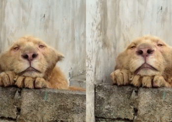 Leão nasceu com rosto deformado por relação com espécie irmã