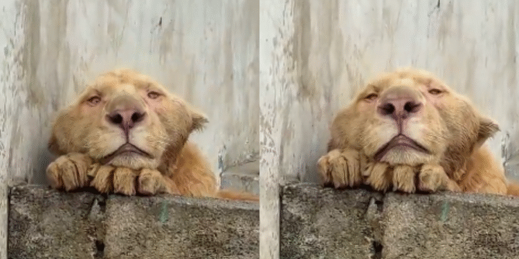 Leão nasceu com rosto deformado por relação com espécie irmã