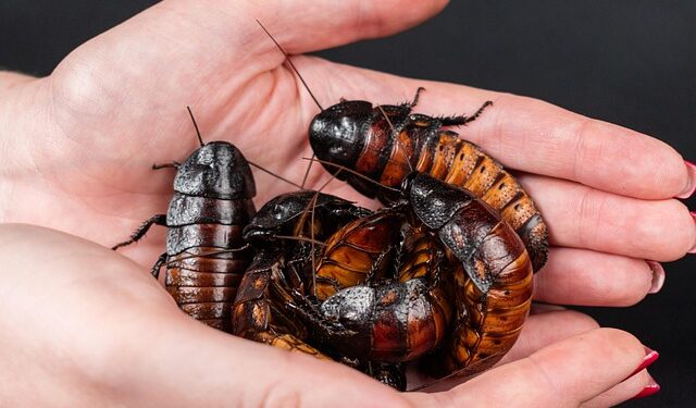 Truque simples espanta baratas sem usar veneno