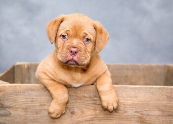 Erro que quase todo dono comete pode estar deixando seu cachorro doente