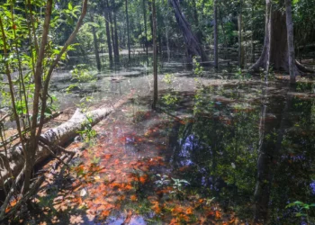 Presença de dinossauros na Amazônia foi confirmada por cientistas