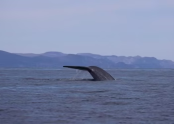 Maior animal das águas tem 33 metros e vive no submundo do oceano