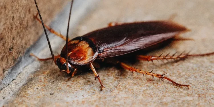 Prática comprovada por muitos afasta baratas da sua casa