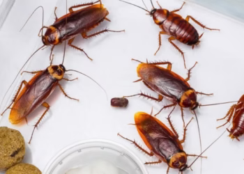 Método caseiro e infalível para espantar baratas no verão foi descoberto
