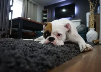 Regra de animais aprovada pelo Governo proíbe cachorros sozinhos por mais de 6 horas e prisão pode ser decretada neste lugar