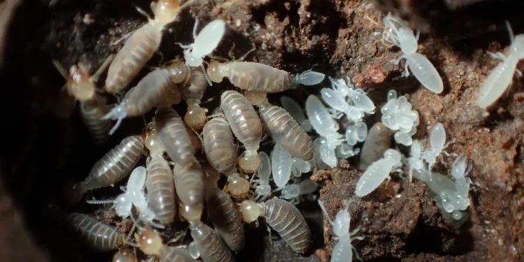 Fórmula secreta para espantar cupins no verão foi descoberta