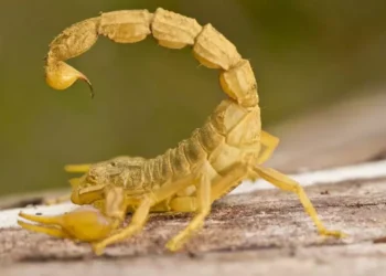 Estes são os animais mais perigosos do Brasil e quase ninguém sabe