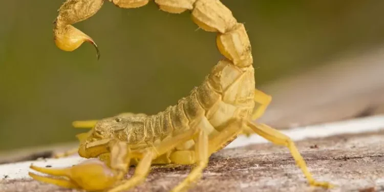 Estes são os animais mais perigosos do Brasil e quase ninguém sabe