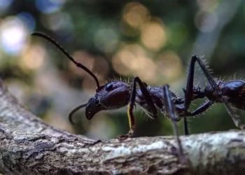 Formiga pouco conhecida tem picada semelhante a dor do parto e levar um tiro