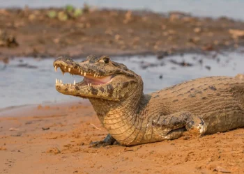 Região brasileira abriga maior concentração de jacarés e turistas devem tomar cuidado perto da água
