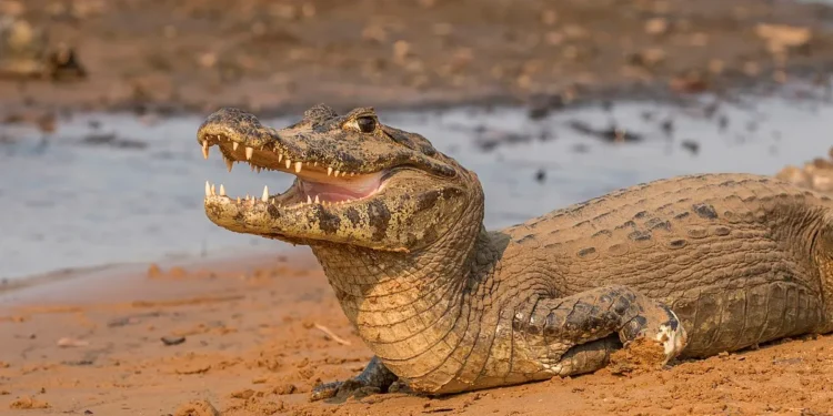 Região brasileira abriga maior concentração de jacarés e turistas devem tomar cuidado perto da água
