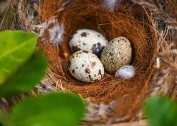 5 aves que invadem ninhos de outros pássaros e colocam ovos