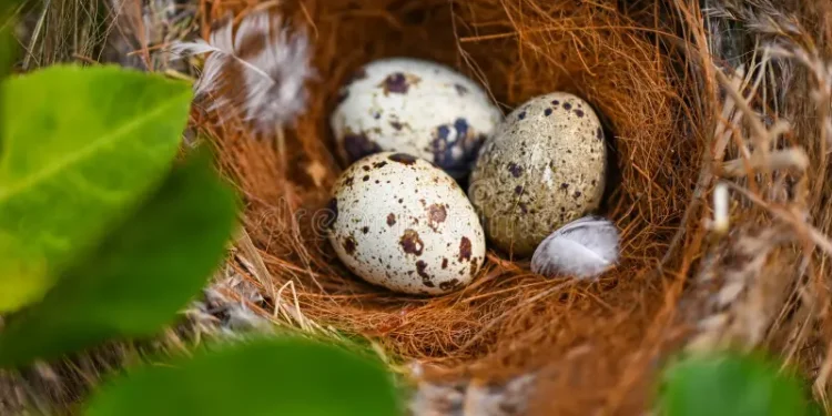 5 aves que invadem ninhos de outros pássaros e colocam ovos