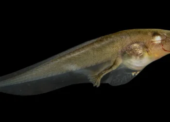 Peixe que anda na terra e sobrevive fora da água por dias intriga cientistas