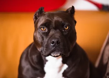 Pit Bull