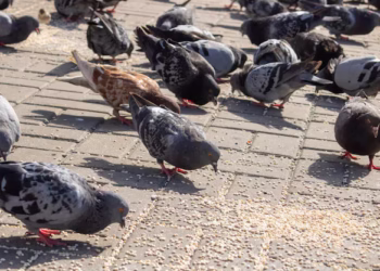Dar comida para pombos pode te custar multa absurda neste país