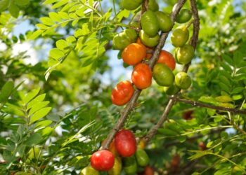 Planta oferece frutas saborosas o ano inteiro e é super fácil de cuidar