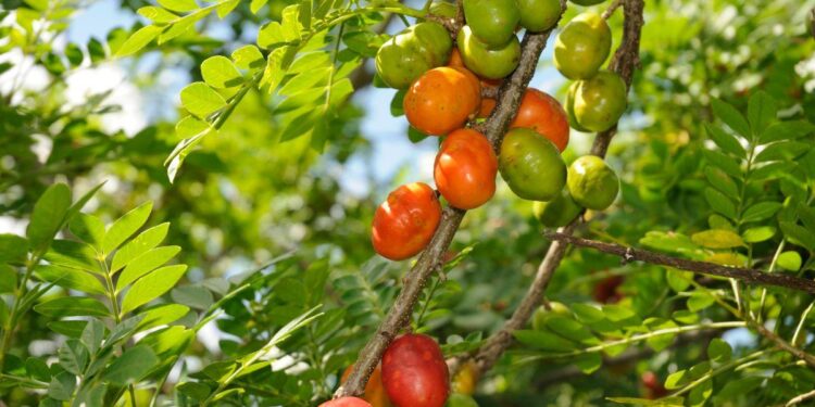 Planta oferece frutas saborosas o ano inteiro e é super fácil de cuidar