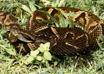 Super cobra que vive no Brasil mata homens com apenas uma picada