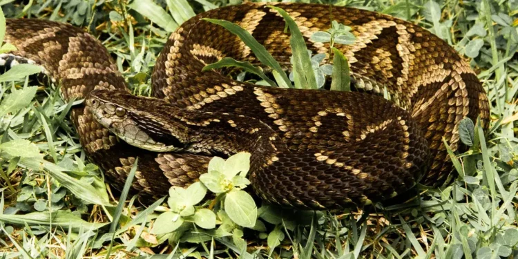 Super cobra que vive no Brasil mata homens com apenas uma picada