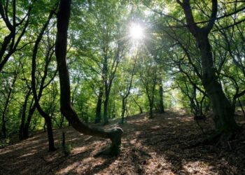 Floresta pouco conhecida é o lugar do mundo onde mais somem pessoas
