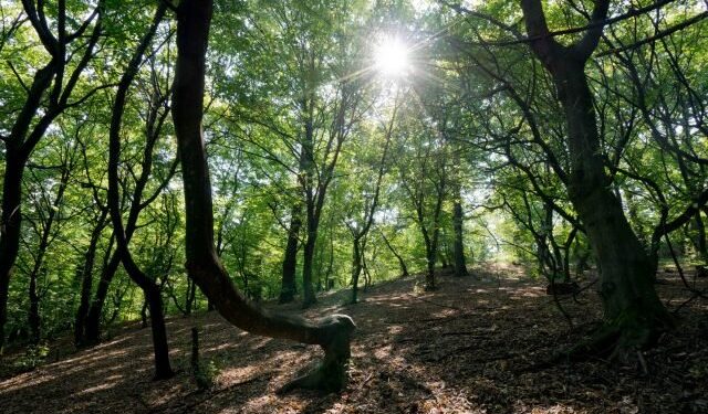 Floresta pouco conhecida é o lugar do mundo onde mais somem pessoas