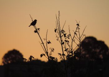 Pássaro que ficou extinto 40 anos reinicia processo de reprodução