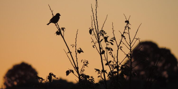 Pássaro que ficou extinto 40 anos reinicia processo de reprodução