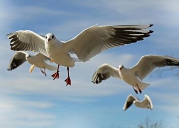 Quais são as aves que representam cada estado do Brasil?