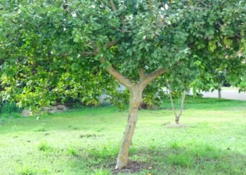 Melhor árvore para ter em casa dá frutas gostosas e deixa piso sem rachaduras