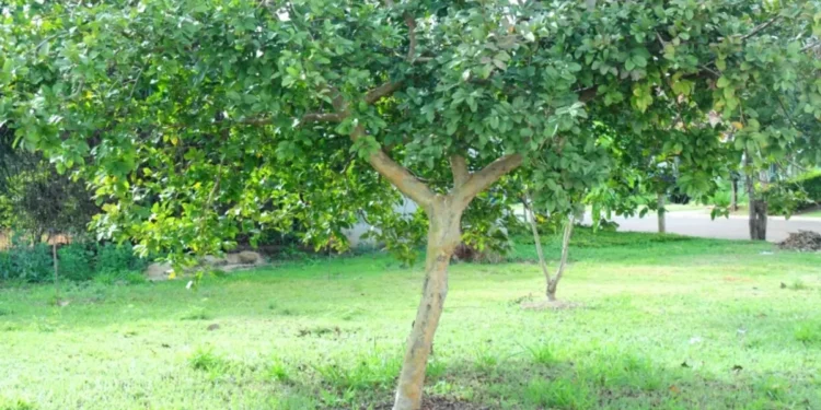 Melhor árvore para ter em casa dá frutas gostosas e deixa piso sem rachaduras