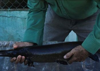 Espécie de peixe de 150 milhões de anos foi descoberta ainda viva