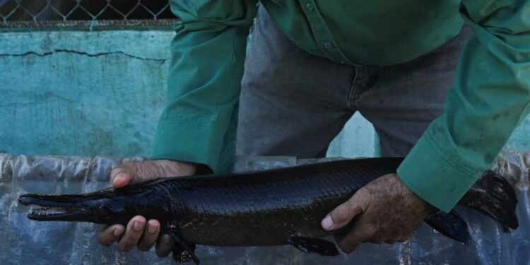 Espécie de peixe de 150 milhões de anos foi descoberta ainda viva