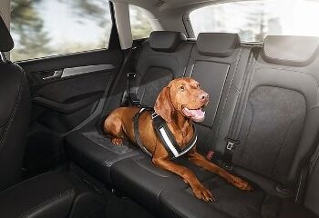 Transportar o pet de forma errada no carro pode causar multas e penalidades graves