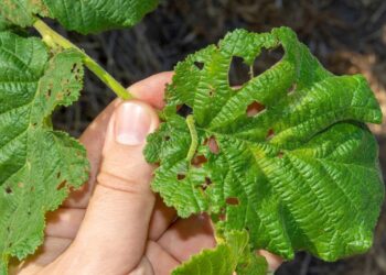 Mistura caseira acaba com pragas em todas as plantas