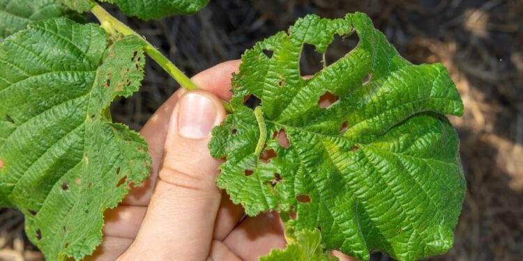 Mistura caseira acaba com pragas em todas as plantas