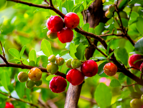 Árvore queridinha dos brasileiros dá fruto o ano inteiro e é fácil de plantar