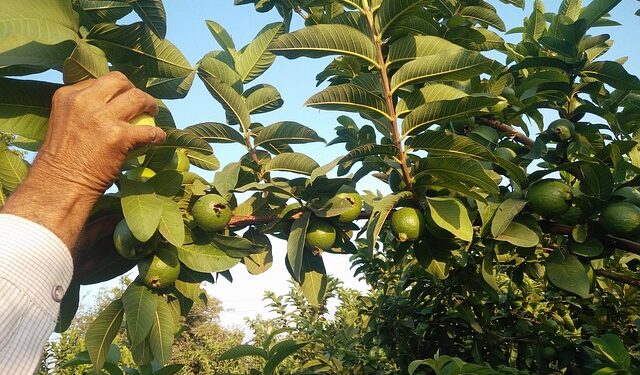 Árvore que cresce fácil no quintal dá frutos maravilhosos com mais vitamina C que laranja