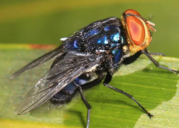 Mosca carnívora assusta cientistas dos EUA e infestação pode começar